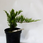Juniperus sabina Tamariscifolia - Ienuparul târâtor