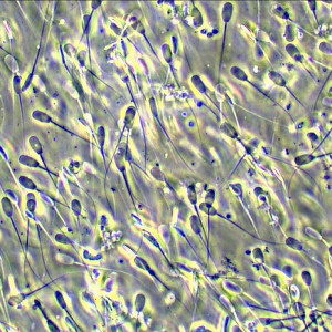 Microscop biologic BIM-313T PLAN LED (40x-1000x) (resigilat)